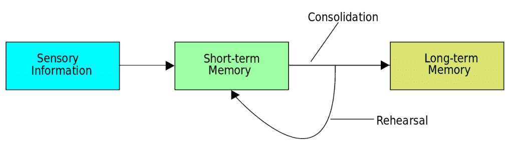Long Term Memory Process